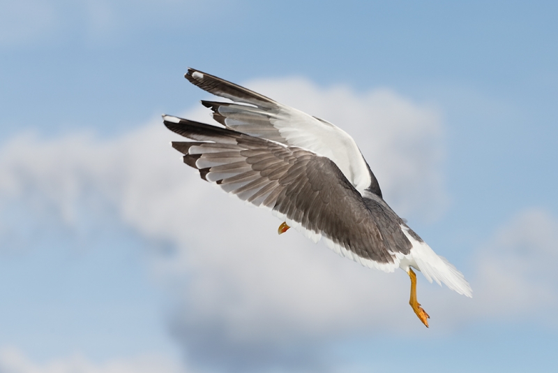 lesser-black-backed-gull-wings-forward-flight-_q8r0343-texel-holland