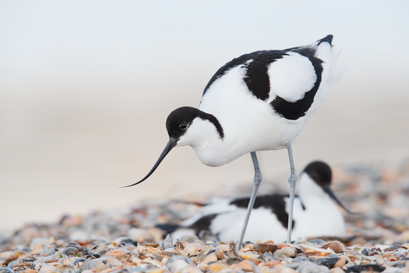 pied-avocet-w-mate-on-nest-in-bkgr-_q8r0693-texel-holland