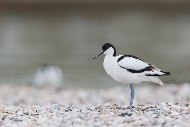 pied-avocet-with-another-in-bkgr-_09u0472-texel-holland