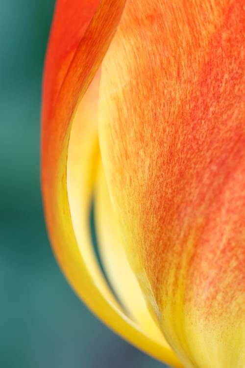 tulip-abstract-_a1c0854-keukenhof-gardens-lisse-holland