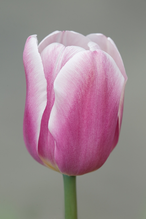 tulip-against-walkway-bkgr-_a1c1123-keukenhof-gardens-lisse-holland