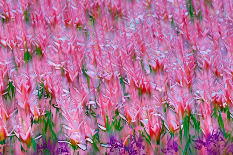 tulip-flower-blur-_a1c1660-keukenhof-gardens-lisse-holland