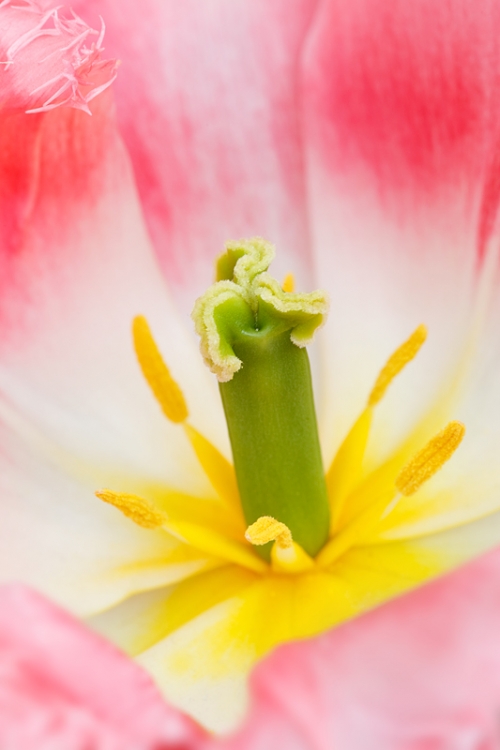 tulip-lingerie-_a1c9227-keukenhof-gardens-lisse-holland