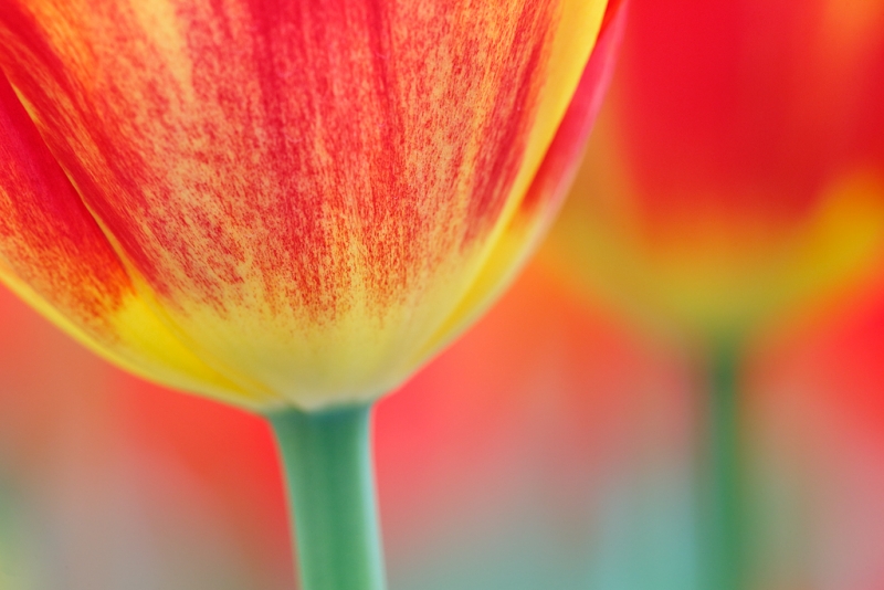 tulipa-washington-orange-_a1c9042-keukenhof-gardens-lisse-holland