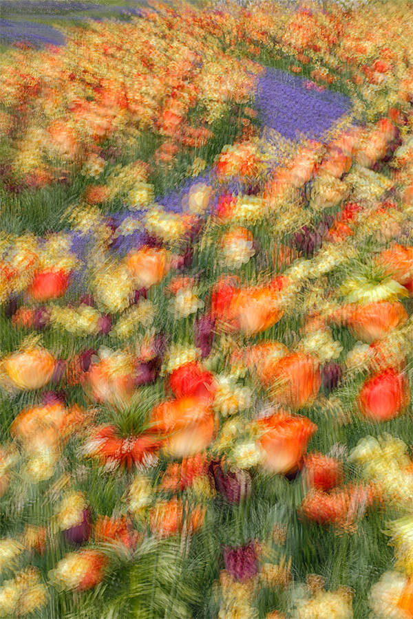 mixed-flower-planting-7-frame-multiple-exposure-_a1c9305-keukenhof-gardens-lisse-holland