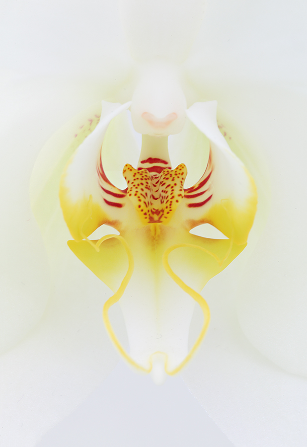 orchid-opti-grandi-center-_a1c4003-keukenhof-lisse-holland