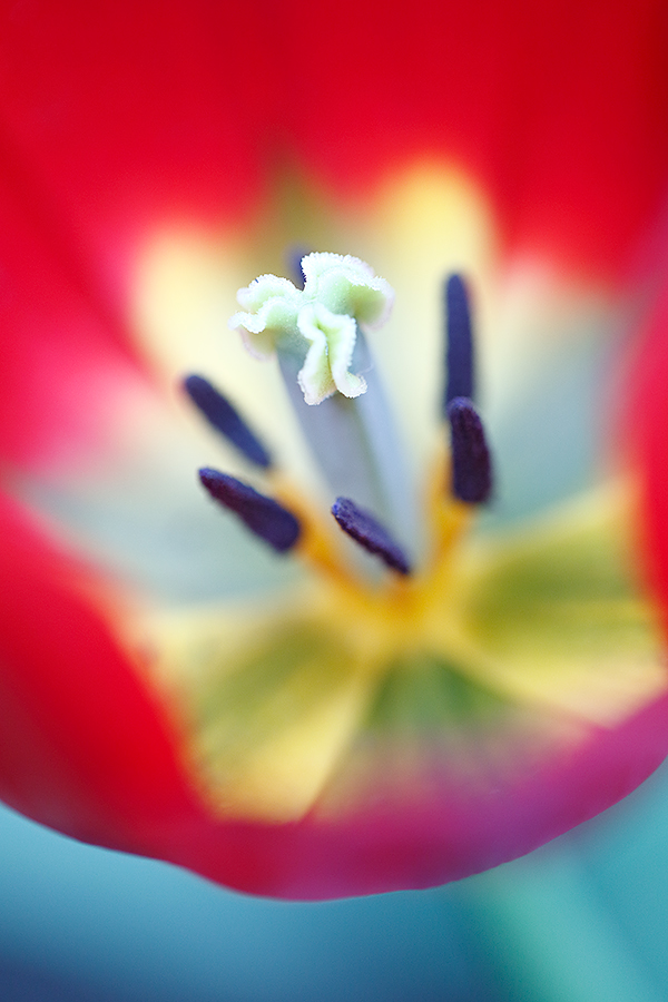 tulip-center-red-_a1c3672-keukenhof-lisse-holland
