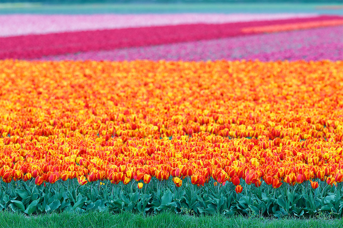 tulip-field-_a1c3358-keukenhof-lisse-holland