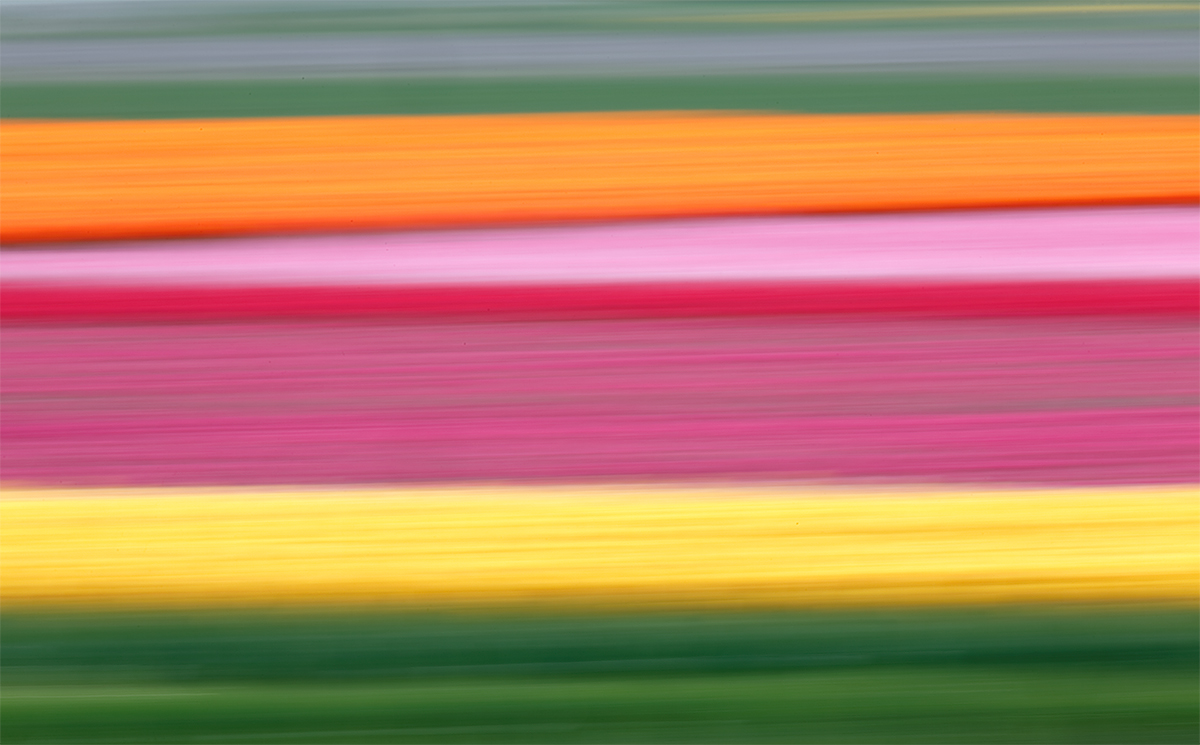 tulip-field-blur-_a1c3449-keukenhof-lisse-holland