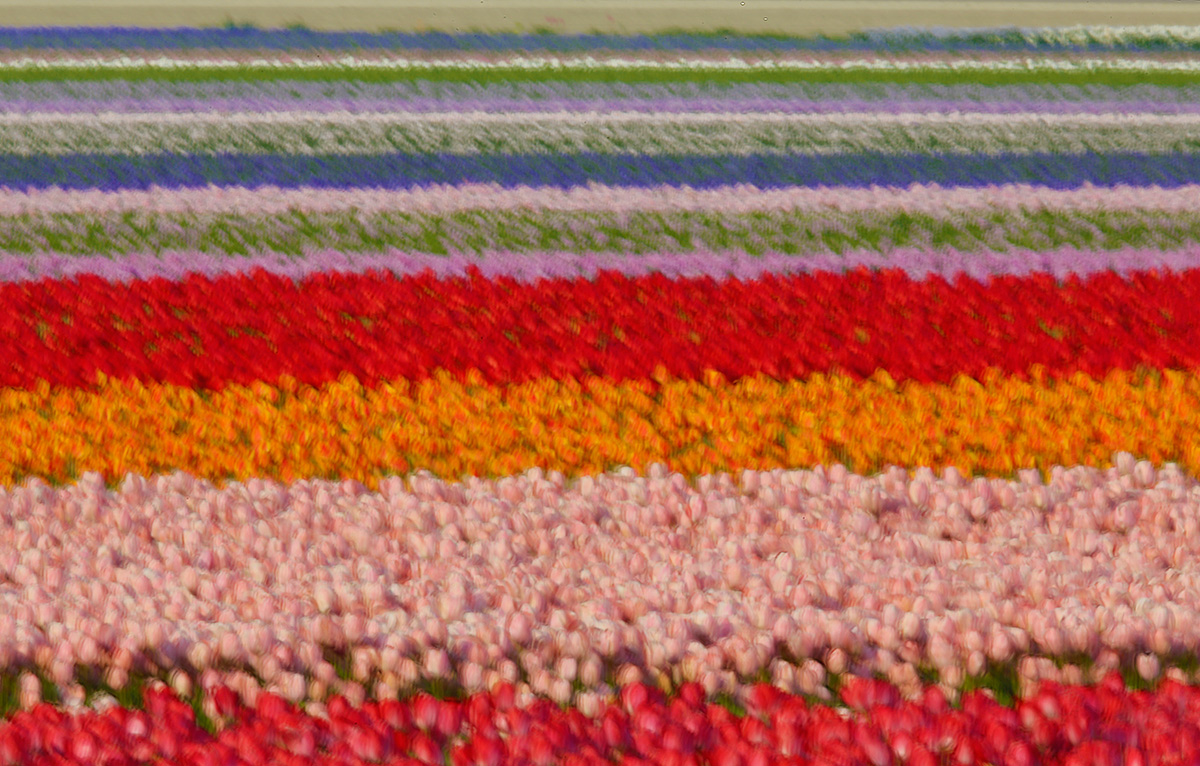 tulip-field-jiggle-blur-masked-_a1c5311-keukenhof-lisse-holland