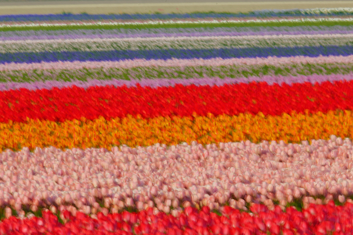 tulip-field-jiggle-blur-orig-_a1c5311-keukenhof-lisse-holland