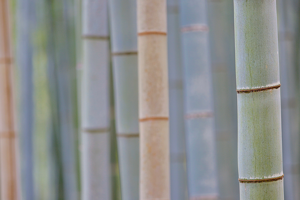 bamboo-horizontal-wide-open-_a1c9035-kyoto-japan_0
