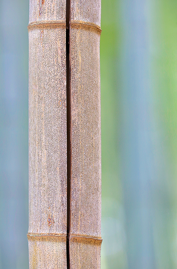 bamboo-single-stalk-wide-aperture-_a1c8925-bamboo-forest-kyoto-japan
