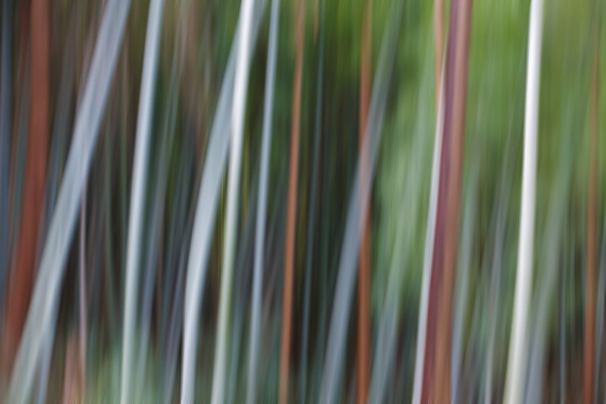 bamboo-vertical-pan-blur-plus-motion-blur-_a1c8552-fushimi-inari-taisha-shrine-kyoto-japan
