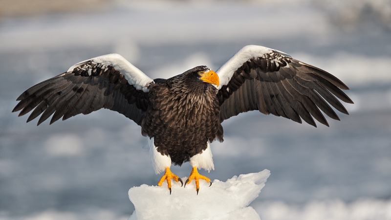 stellers-sea-eagle-impr-on-snow-with-wings-raised-_90z6395-rausu-hokkaido-japan