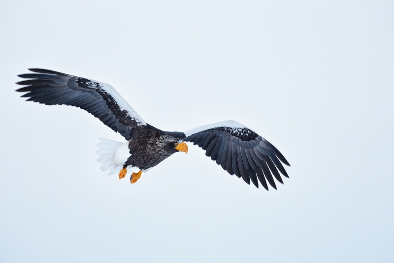 stellers-sea-eagle-in-flight-100-pct-nik-tonal-contrast-_y9c4810-rausu-hokkaido-japan