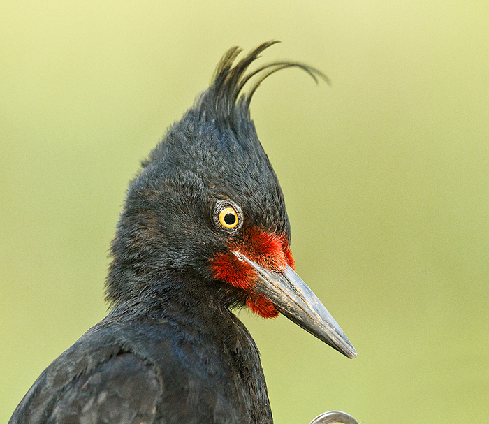 magellanic-woodpecker-immature-_y9c2609-tierra-del-feugo-national-park-argentina