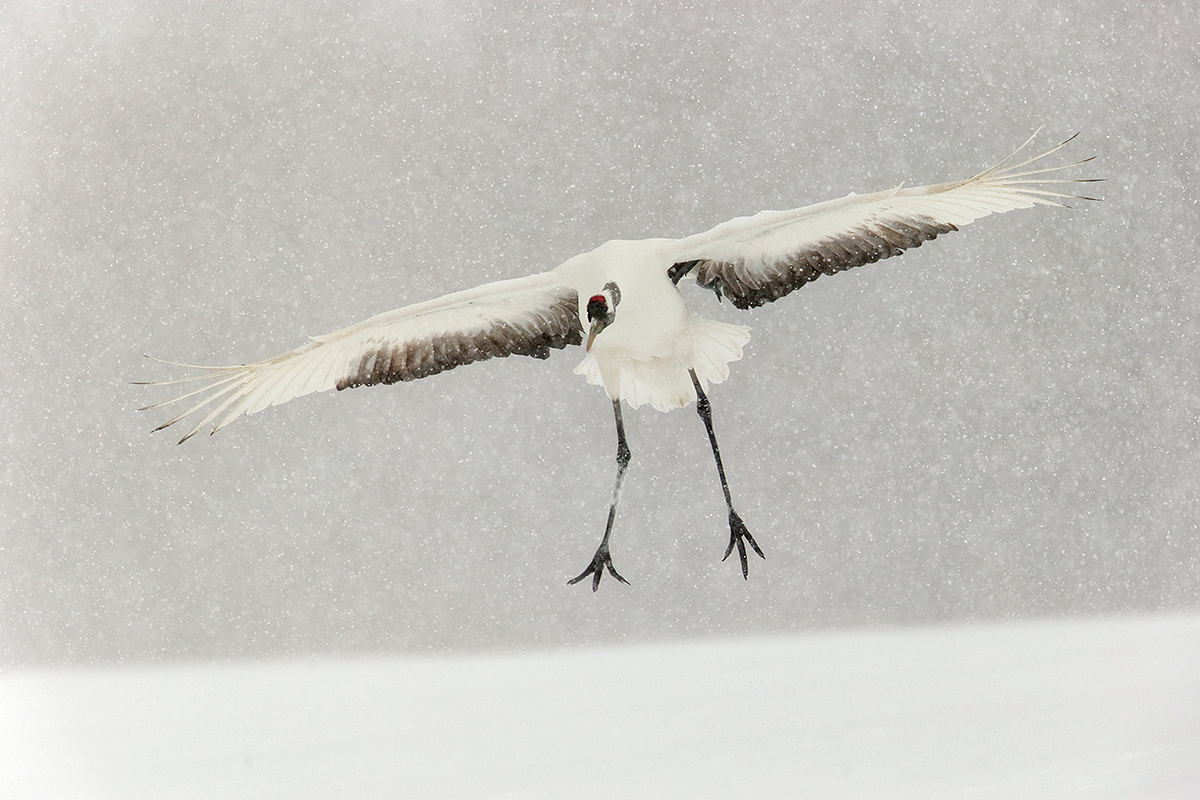 red-crowned-crane-landing-in-snow-storm-_y7o1248-hokkaido-japan
