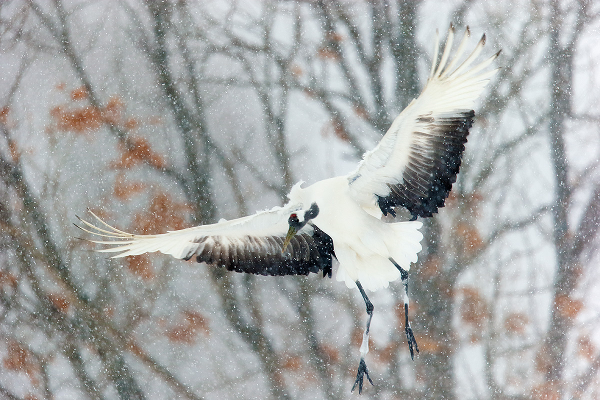 red-crowned-crane-landing-in-snowstorm-_y7o1208-hokkaido-japan