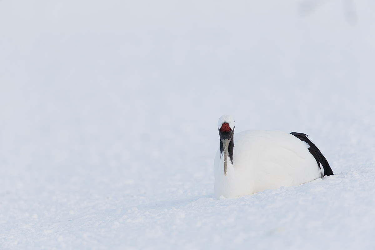 red-crowned-crane-lying-down-on-snow-_y5o8305-hokkaido-japan