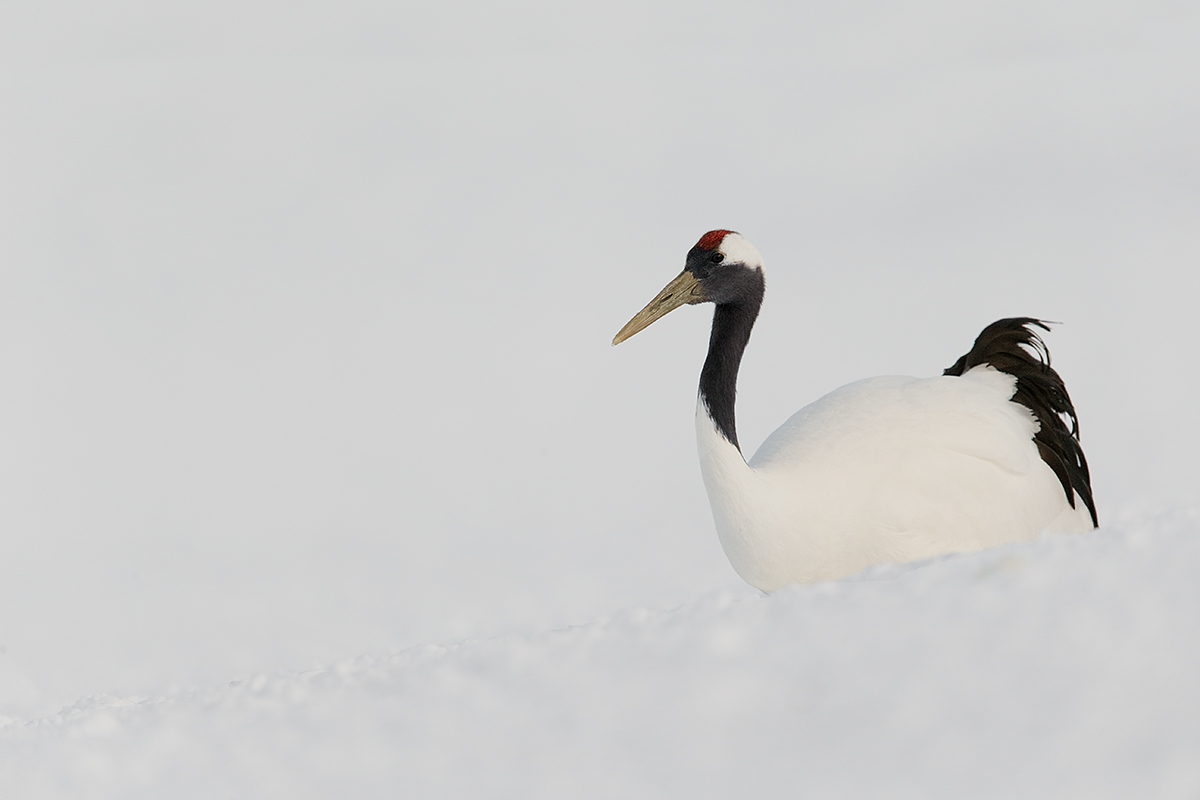 red-crowned-crane-lying-down-on-snow-final-_y5o8344-hokkaido-japan