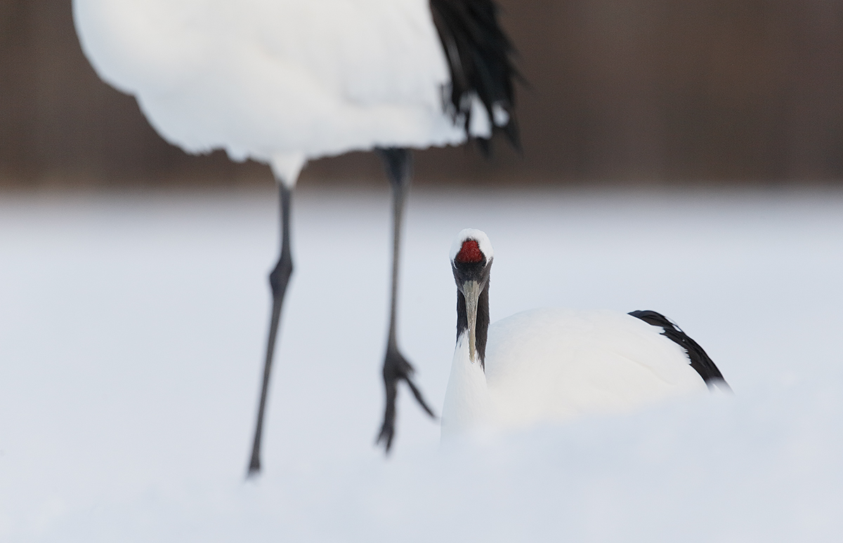 red-crowned-crane-lying-down-on-snow-w-a-2nd-bird-_y5o8325-hokkaido-japan