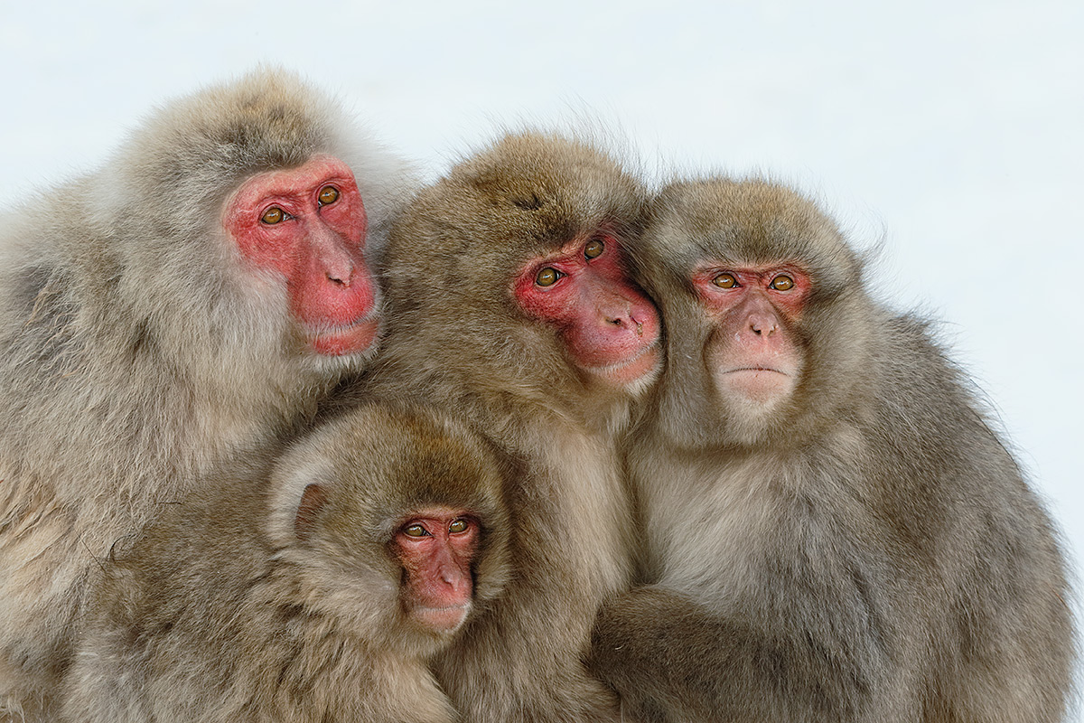 snow-monkey-family-huddled-together-_y5o8417-jigokudani-yaenkoen-nagano-prefecture-japan