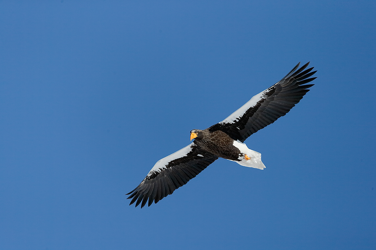 stellers-sea-eagle-in-flight-_y7o0041-hokkaido-japan