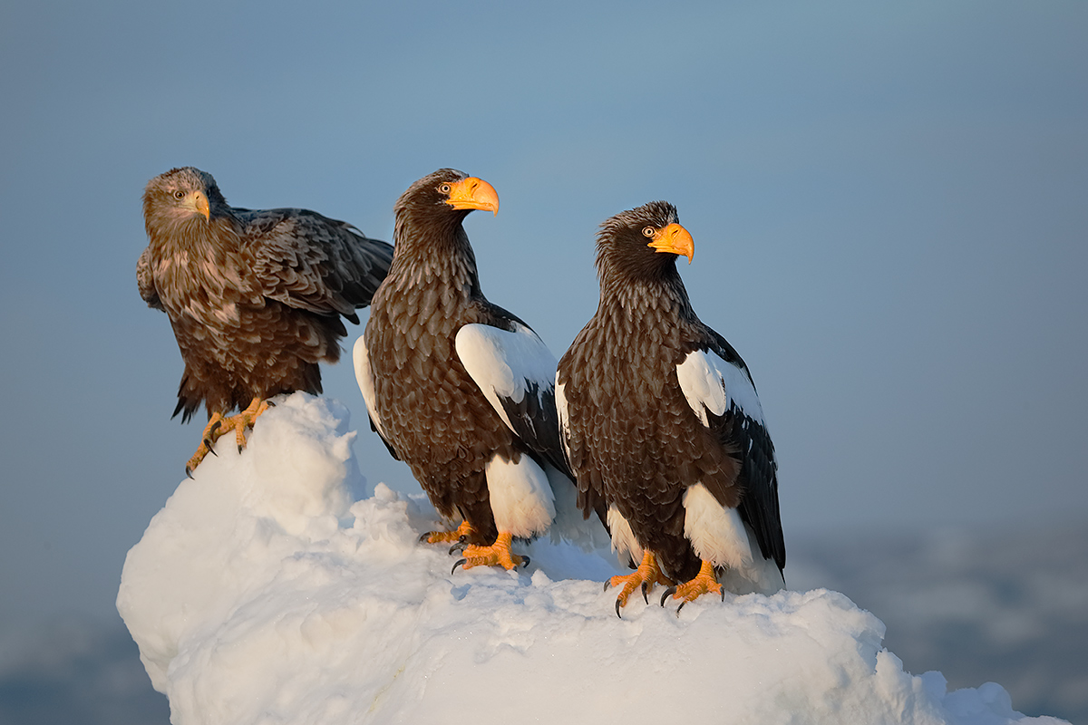 stellers-sea-eagles-2-white-tailed-sea-eagleon-sea-ice-_y7o8863-hokkaido-japan