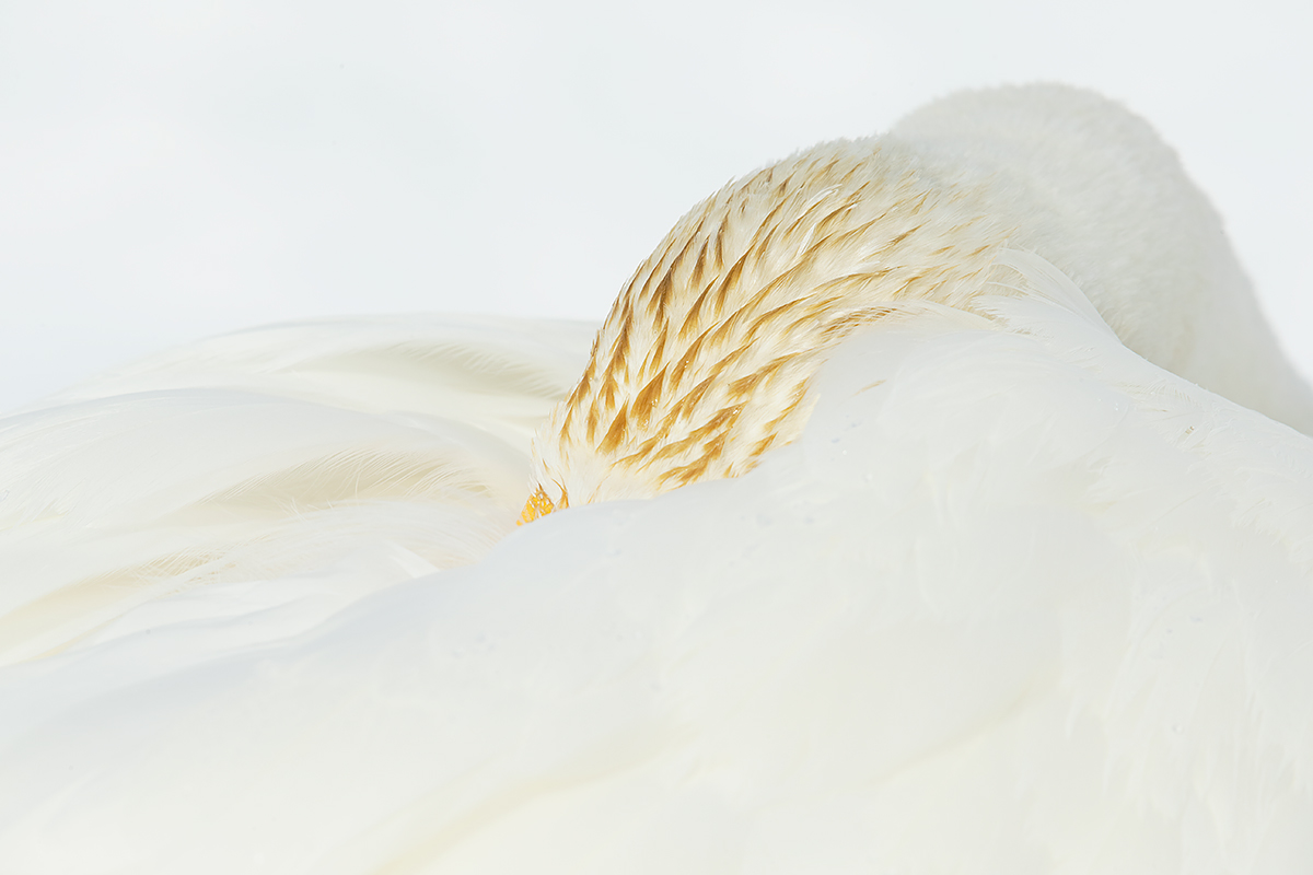 whooper-swan-close-up-of-head-of-resting-bird-_y5o8903-hokkaido-japan