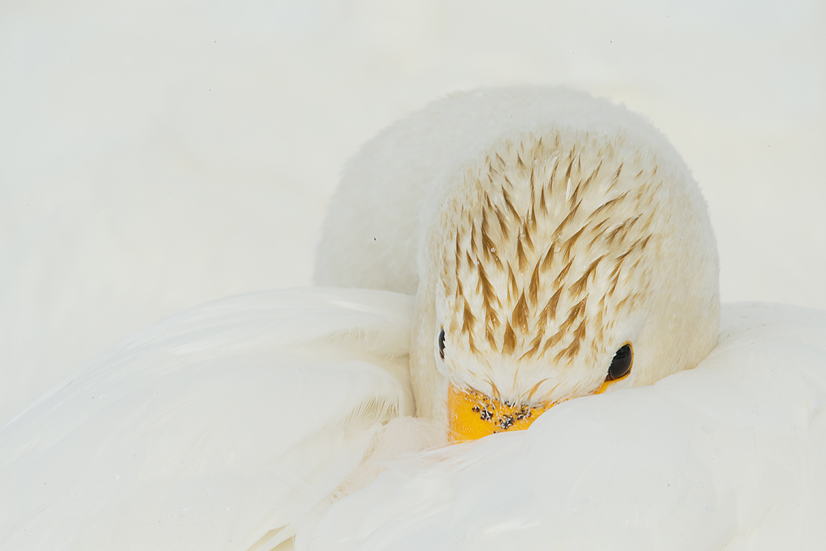whooper-swan-head-of-sleeping-bird-showing-eyes-_y5o8943-hokkaido-japan