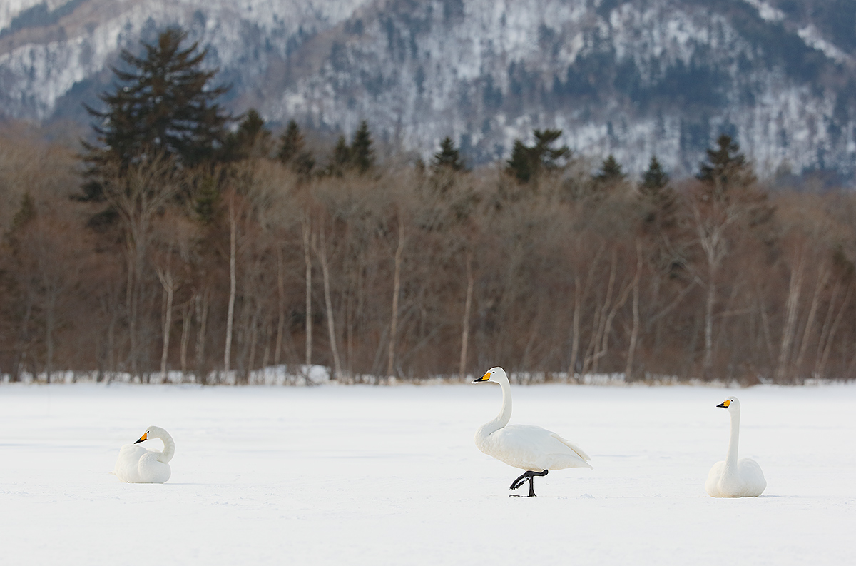 whoper-swans-on-frozen-lake-_y7o8446-hokkaido-japan