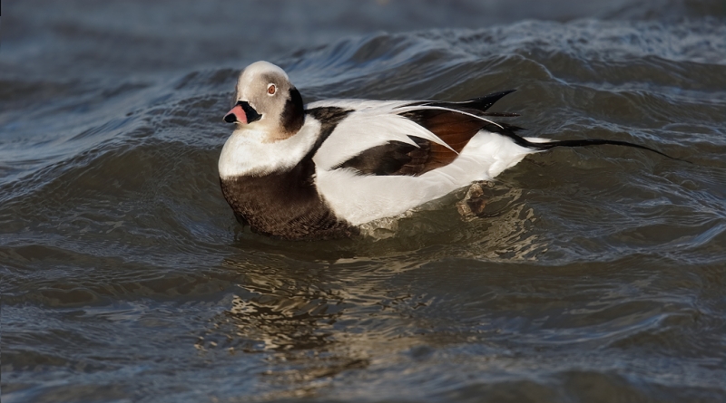 long-tailed-duck-drake-swimming-_09u0615-barnegat-jetty-nj