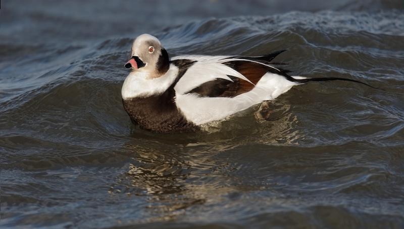long-tailed-duck-drake-swimming-final-_09u0615-barnegat-jetty-nj