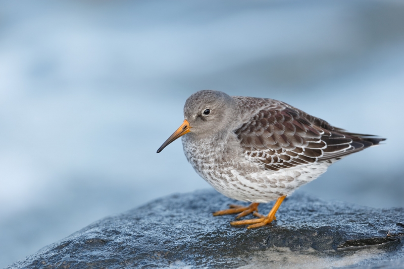 puple-sandpiper-first-winter-plumage-_09u0445-barnegat-jetty-nj