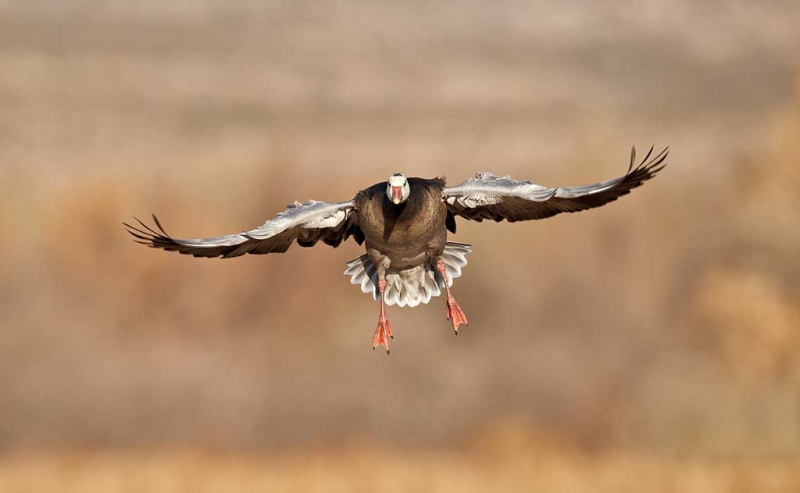 blue-goose-adult-in-flight_y9c7814-bosque-del-apache-nwr-san-antonio-nm