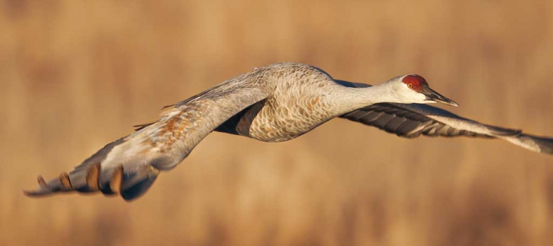 sandhill-crane-flight-unusual-crop-nik-white-enhancer-_y9c0224-bosque-del-apache-nwr-san-antonio-nm