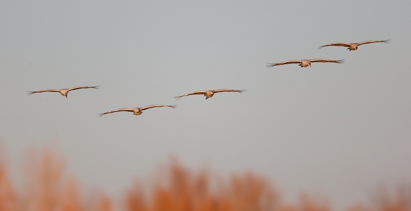 sandhill-crane-flying-group-of-5-_09u6056-bosque-del-apache-nwr-san-antonio-nm