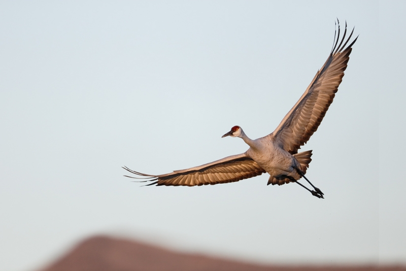 sandhill-crane-in-flight-composition-improved-_09u0077-bosque-del-apache-nwr-san-antonio-nm