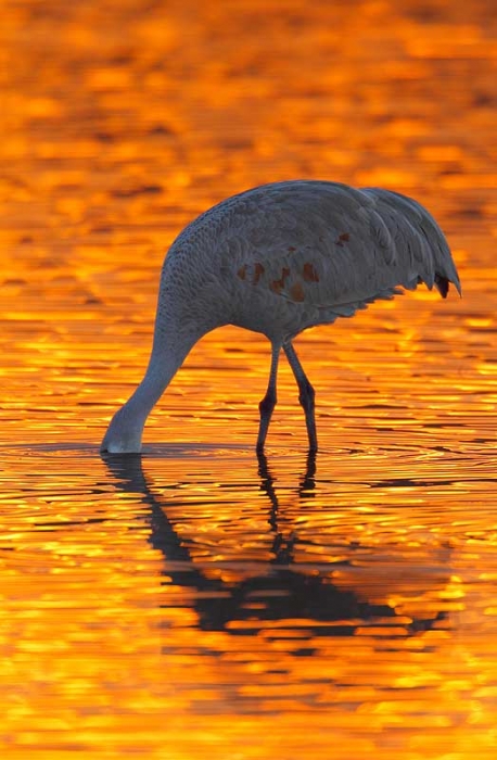 sandhill-crane-silhouette-bird-lightened-_y9c0138-bosque-del-apache-nwr-san-antonio-nm