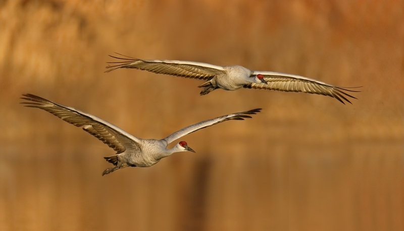 sandhill-cranes-two-landing-_09u4802-bosque-del-apache-nwr-san-antonio-nm_0