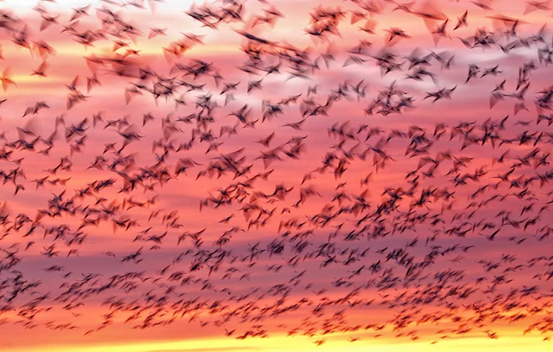 snow-geese-sunrise-blur-_w3c5052-bosque-del-apache-nwr-san-antonio-nm