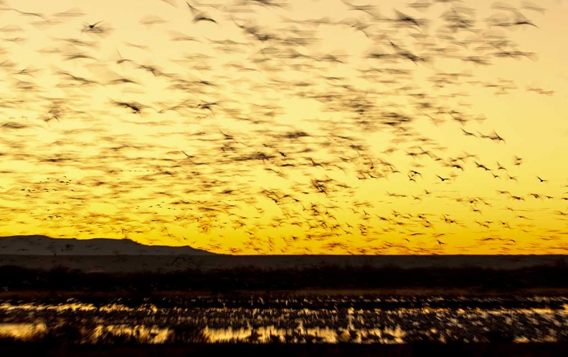 snow-geese-sunrise-fly-in-_w3c9480-bosque-del-apache-nwr-san-antonio-nm