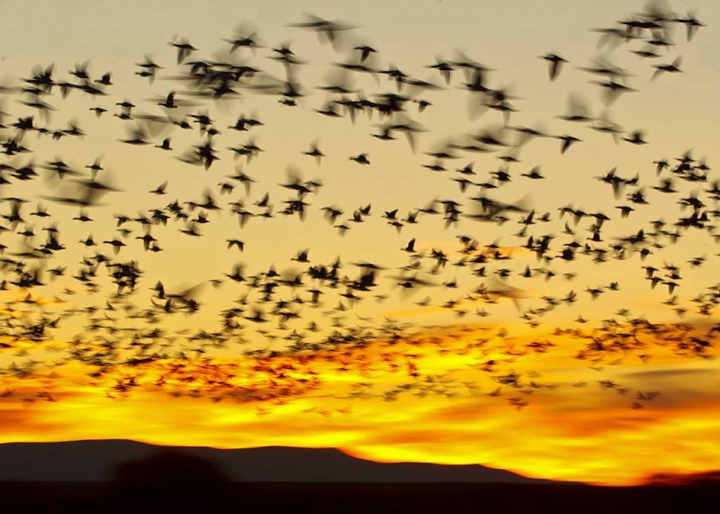snow-geese-sunrise-fly-out-_w3c9819-bosque-del-apache-nwr-san-antonio-nm