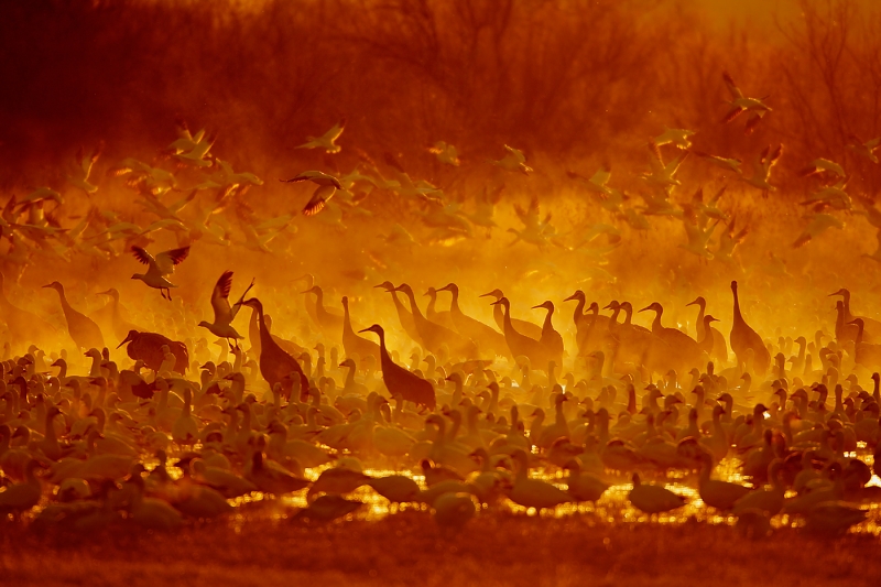 snow-geese-taking-flight-sandhill-cranes-in-red-yellow-mist-_10j7252-bosque-del-apache-nwr-san-antonio-nmc