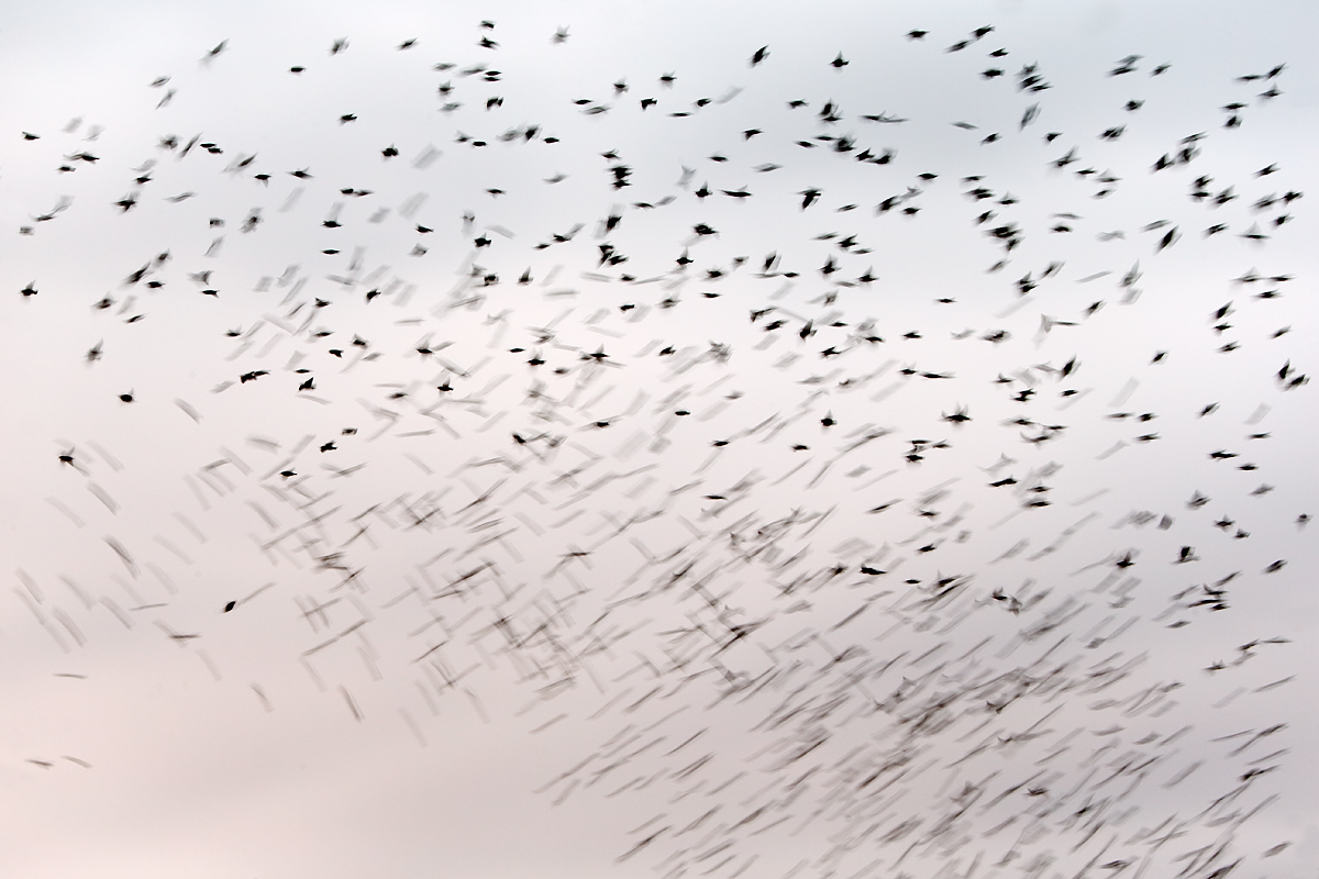 european-starlings-and-assorted-icterids-blur-_y5o7776-bosque-del-apache-nwr-san-antonio-nm