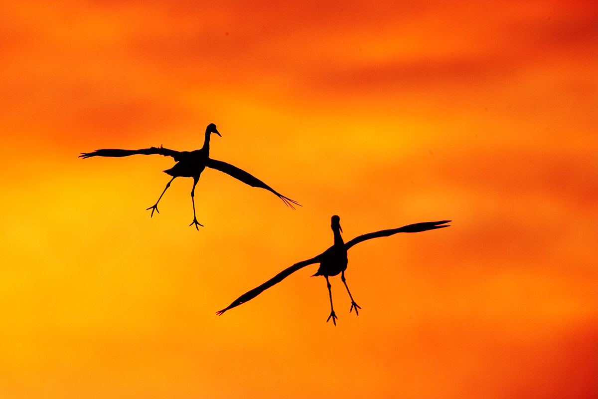 sandhill-crane-pair-landing-silh-redder-_y7o1008-bosque-del-apache-nwr-san-antonio-nm