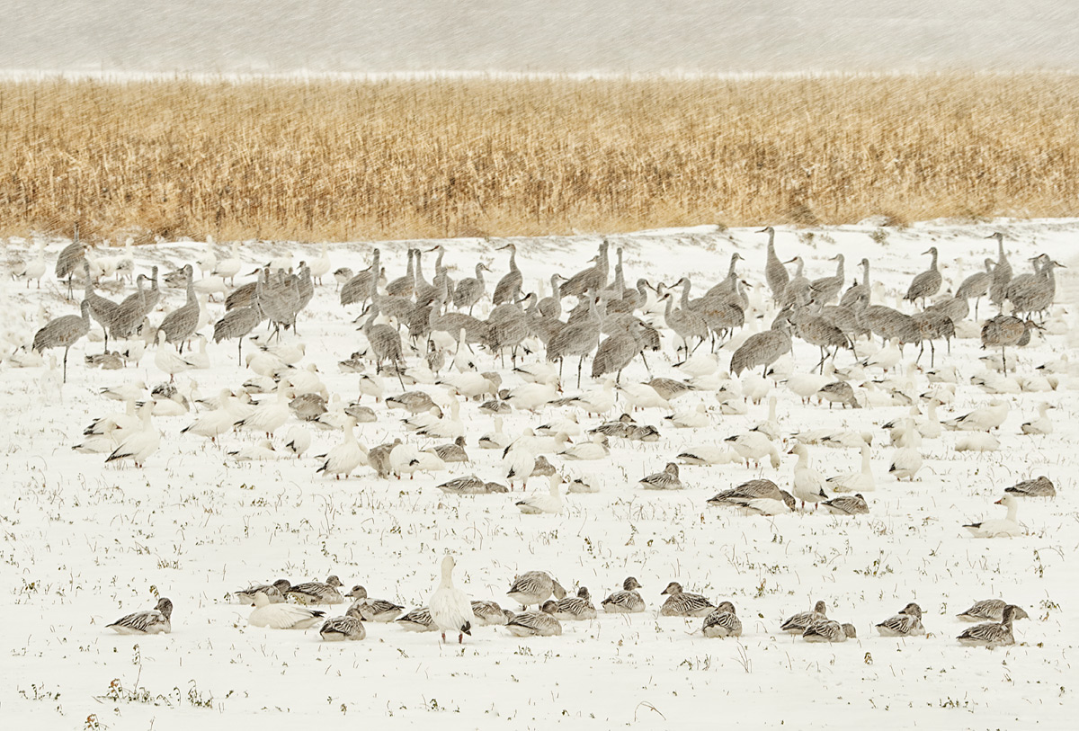 sandhill-cranes-snow-geese-in-snow-_y5o7894-bosque-del-apache-nwr-san-antonio-nm