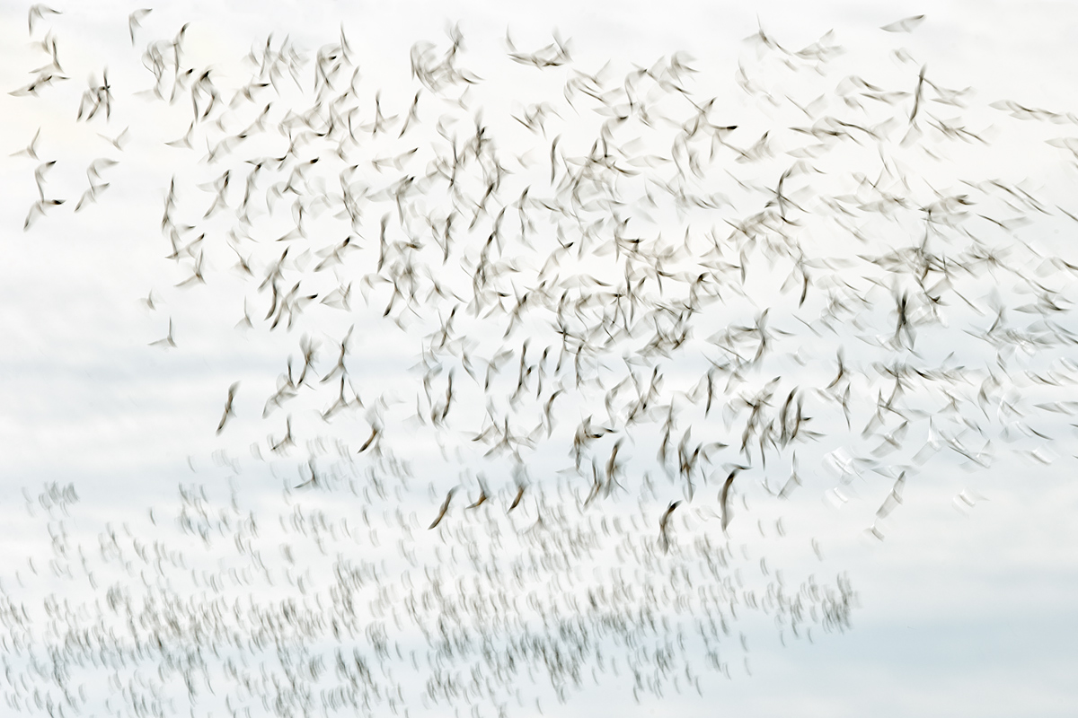 snow-geese-2-flock-blur-_y7o0439-bosque-del-apache-nwr-san-antonio-nm