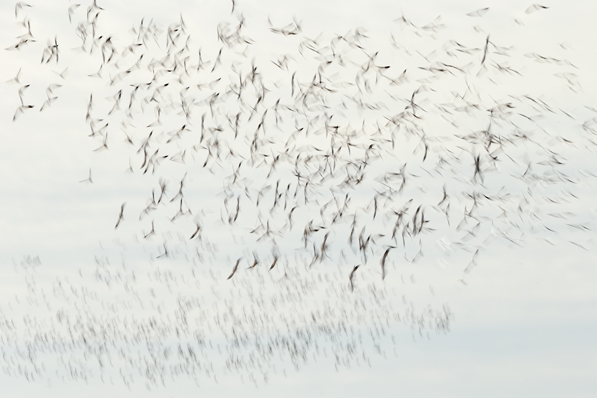snow-geese-2-flock-blur-vii-_y7o0439-bosque-del-apache-nwr-san-antonio-nm